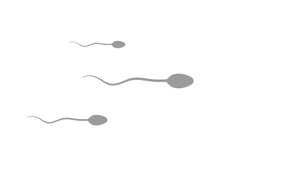 Какова роль простаты в процессах формирования спермы?