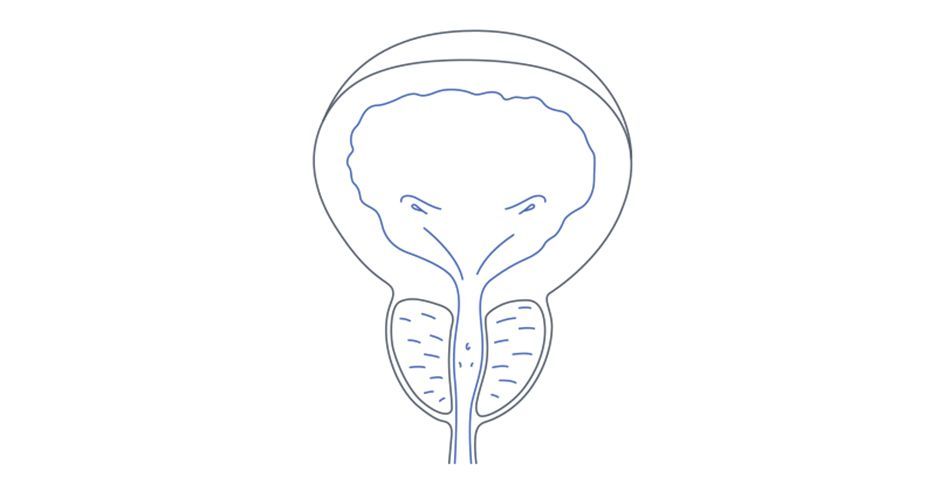 Простата расположена. Массаж предстательной железы. Подвижность сперматозоидов. Простата у мужчин.